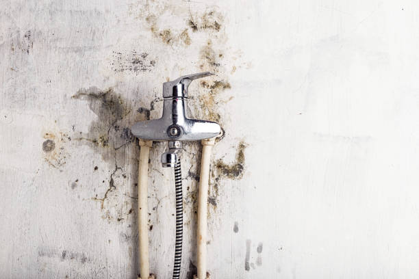 Best Black Mold Removal  in Ladd, IL