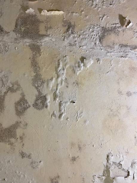 Best Local Mold Removal Service  in Ladd, IL