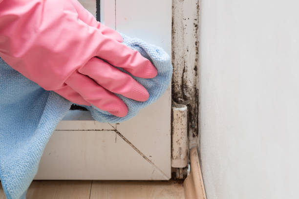 Best Mold Damage Repair  in Ladd, IL