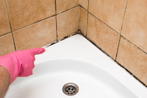 Best Mold Removal and Inspection  in Ladd, IL