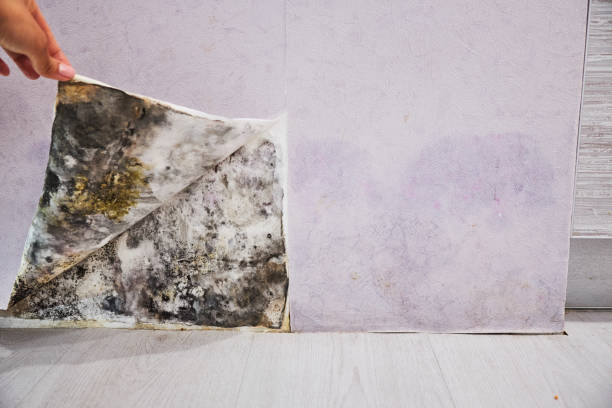 Best Residential Mold Removal  in Ladd, IL